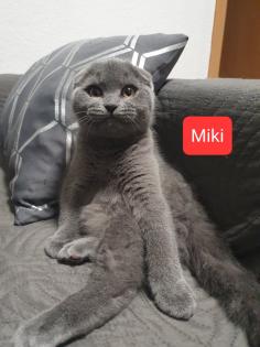 Ich biete zwei süßen Katzen