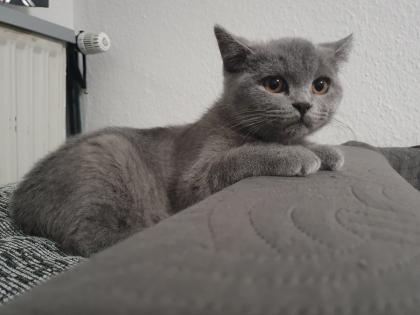 Ich biete zwei süßen Katzen
