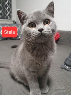 Ich biete zwei süßen Katzen