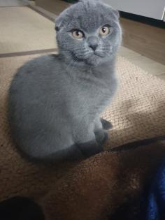 Ich biete zwei süßen Katzen