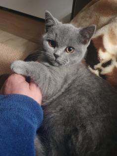 Ich biete zwei süßen Katzen