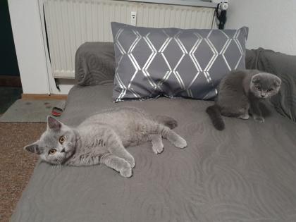 Ich biete zwei süßen Katzen
