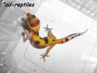 Leopardgecko Farbzuchten 2022