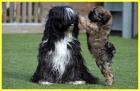 Reinrassige tibetaanse terrier aus renomierter deutscher erbgesunder Zucht