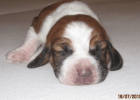 Basset Hound Welpen mit Papieren